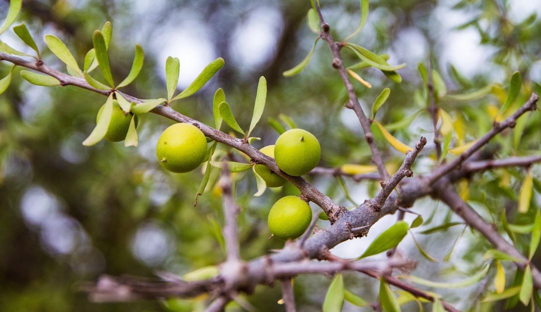 noix d'argan